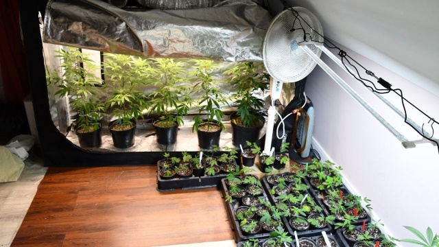 Fot. Komenda Powiatowa Policji w Stargardzie Ponad 4 kg marihuany i plantacja konopi w rękach służb [WIDEO, ZDJĘCIA]