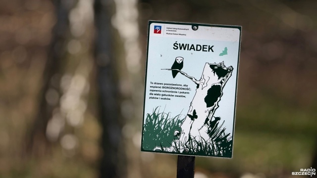 Fot. Weronika Łyczywek [Radio Szczecin] Ptasi spacer w parku Stefana Żeromskiego [ZDJĘCIA]