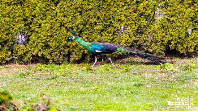 Fot. Robert Stachnik [Radio Szczecin] Ptasi uciekinier z Krzekowa ujęty [ZDJĘCIA]