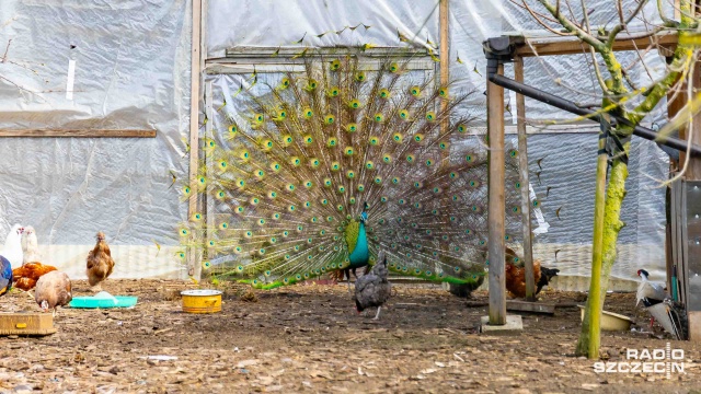 Fot. Robert Stachnik [Radio Szczecin] Ptasi uciekinier z Krzekowa ujęty [ZDJĘCIA]