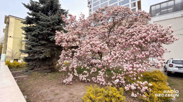 Fot. Robert Stachnik [Radio Szczecin] Magnoliowy spacer zgromadził dziesiątki Szczecinian [ZDJĘCIA]