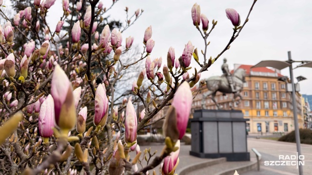 Fot. Robert Stachnik [Radio Szczecin] Magnoliowy spacer zgromadził dziesiątki Szczecinian [ZDJĘCIA]