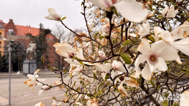 Fot. Robert Stachnik [Radio Szczecin] Magnoliowy spacer zgromadził dziesiątki Szczecinian [ZDJĘCIA]