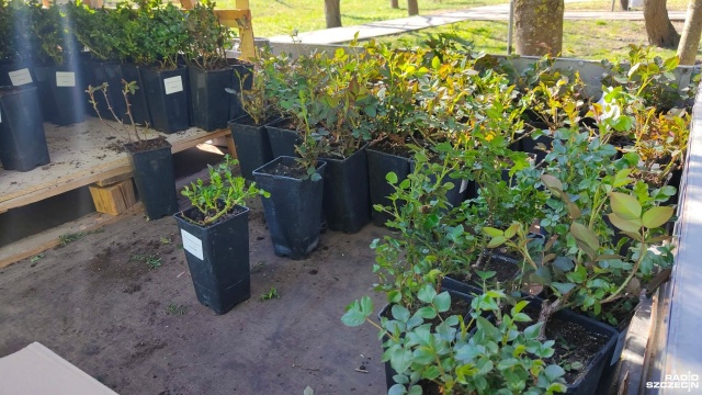 Fot. Przemysław Polanin [Radio Szczecin] Zamień elektrośmieci na sadzonkę róży [ZDJĘCIA]