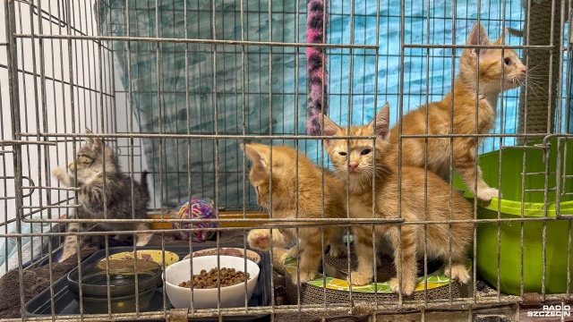 Fot. Maciej Papke [Radio Szczecin] Stowarzyszenie KociArka zmaga się z kocią górką i apeluje o pilne adopcje [WIDEO, ZDJĘCIA]