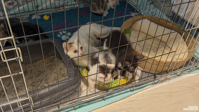 Fot. Maciej Papke [Radio Szczecin] Stowarzyszenie KociArka zmaga się z kocią górką i apeluje o pilne adopcje [WIDEO, ZDJĘCIA]
