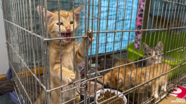 Fot. Maciej Papke [Radio Szczecin] Stowarzyszenie KociArka zmaga się z kocią górką i apeluje o pilne adopcje [WIDEO, ZDJĘCIA]