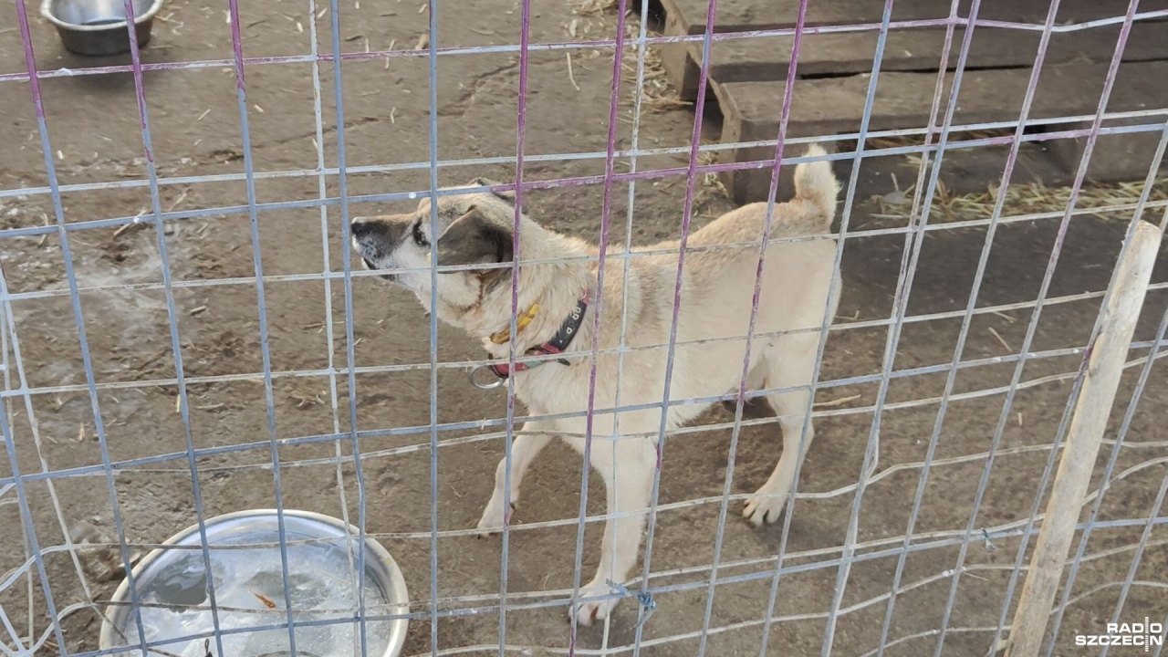 "Oblężenie dobrych serc" w schroniskach w regionie