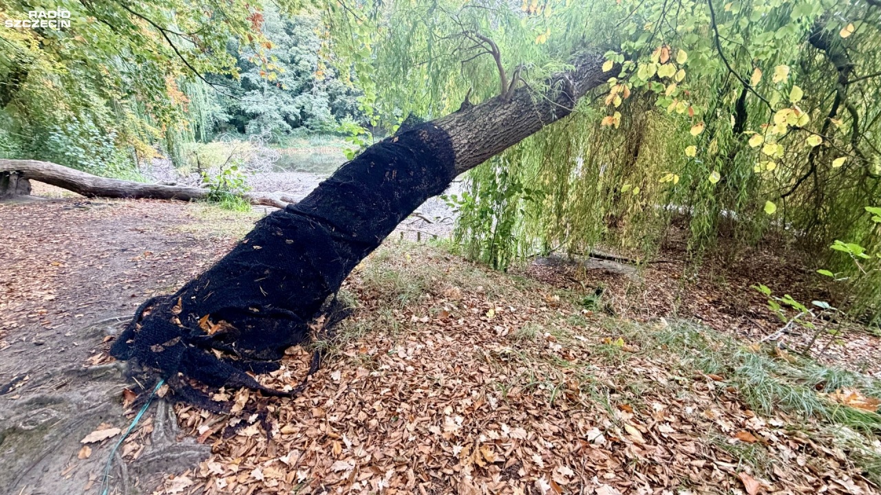 Szczecin walczy z bobrami o dobrostan miejskiej zieleni [ZDJĘCIA]
