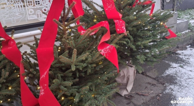 Do końca marca szczecińskie firmy wywozowe będą odbierać choinki pozostawione przy pojemnikach na odpady komunalne.