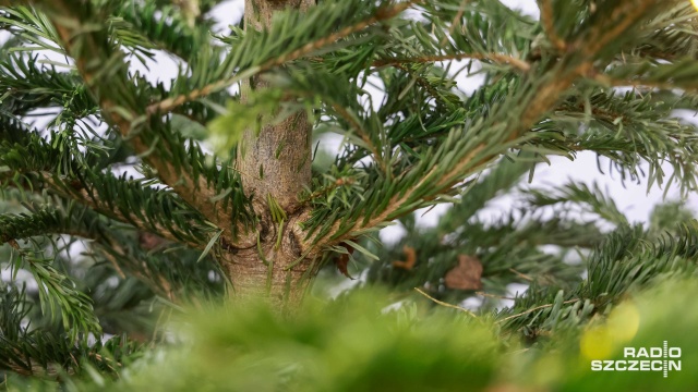 Co zrobić z choinką po świętach Pomocną dłoń do mieszkańców mogą wyciągnąć samorządy - tak jest choćby w przypadku Kołobrzegu.
