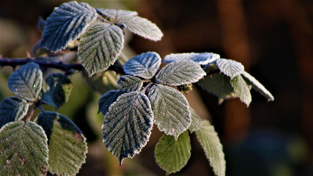Dodatkowe pieniądze dla producentów owoców