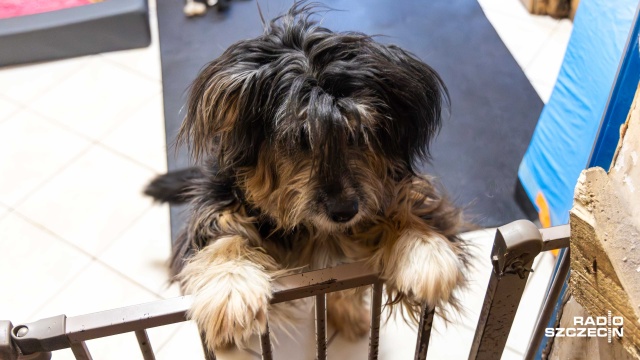 Ujemne temperatury mogą być śmiertelnie niebezpieczne dla zwierząt żyjących na ulicy.