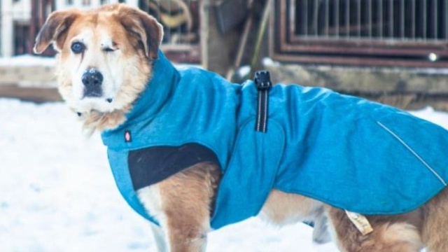 Psijaciele - Chojeńskie Stowarzyszenie Przyjaciół Zwierząt pilnie poszukuje domów tymczasowych i stałych dla swoich podopiecznych.