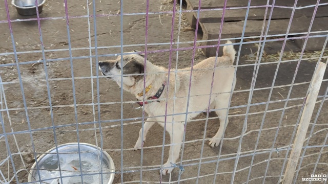 Schroniska dla zwierząt w regionie apelują o pomoc dla swoich podopiecznych, którzy szczególnie źle znoszą zimę. Rozwiązaniem może być dom tymczasowy.