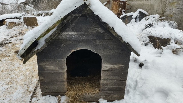 Trzymał psa w nieocieplonej budzie, bez odpowiedniego pokarmu oraz bez dostępu do wody. 64-latek z Wałcza odpowie za znęcanie się nad własnym psem.