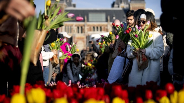 Fioletowe, białe, czerwone lub żółte. Dwieście tysięcy tulipanów w sześciu kolorach producenci kwiatów rozdają na Placu Muzealnym w Amsterdamie. Po raz trzynasty już w Narodowy Dzień Tulipana rozpoczęto sezon tulipanowy.