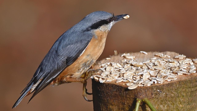 O tej porze roku w miastach bez trudu znajdziemy wróble, kolorowe sikorki, gawrony i kawki. Można im pomóc, zakładając na balkonie lub w ogrodzie karmnik.