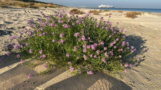 Przygotowania do budowy Przylądka Pomerania idą w parze z ochroną przyrody - informuje Zarząd Morskich Portów Szczecin i Świnoujście.