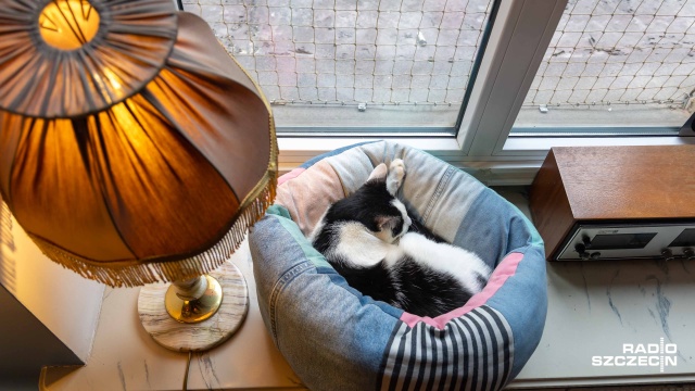 Piknik w świecie pszczół, profilaktyka pogryzień, czy miniturnieje piłki nożnej. Kolejni społecznicy z regionu otrzymali dofinansowanie na organizacje wydarzeń dla mieszkańców.