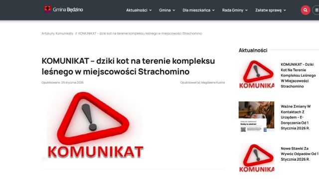 Gmina Będzino ostrzegła mieszkańców przed dzikim kotem w kompleksie leśnym w Strachominie. Robi to dwa tygodnie po zgłoszeniu sołtysa i kilka miesięcy od jedynych zdjęć niezidentyfikowanego kota utrwalonych przez fotopułapkę.