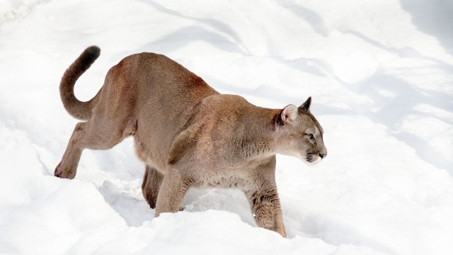 Służby leśne z pomocą straży pożarnej wyposażonej w drona z termowizją sprawdziły lasy w Strachominie w stronę Wierzchomina wraz z obszarem chronionym Natura 2000 - Warnie Bagno w poszukiwaniu dzikiego kota - pumy lub geparda, przed którym od czwartku ostrzega gmina Będzino. Zwierzęcia nie znaleziono.