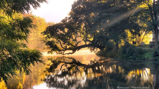 Wśród dwunastu okazów jest Krzywe Drzewo z Szydłowca. W szesnastoletniej historii plebiscytu polskie drzewa wygrywały już pięć razy.