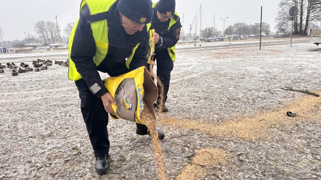 W Świnoujściu trwa akcja zimowego wsparcia dzikiego ptactwa.