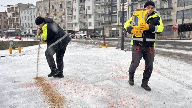 Zamarznięte akweny, oblodzone trawniki i drzewa sprawiają, że dzikim zwierzętom brakuje żywności. O dziko żyjące ptaki zadbali Świnoujścianie.