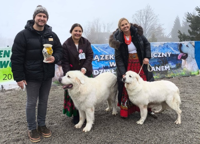 Dumni stróżowie, niezwykle oddani opiekunowi. W Bukowinie Tatrzańskiej odbyła się XV Krajowa Wystawa Polskich Owczarków Podhalańskich.