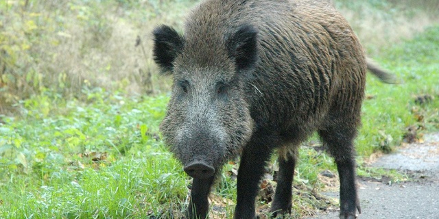 Można powiedzieć, że są niemal wizytówką Świnoujścia, ale potrafią psocić. Obrazy po nocnych wojażach dzików, to rozryte trawniki i ogródki. Miasto na to ma sprawdzony pomysł.