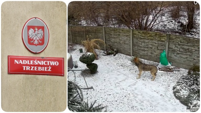 W okolicach Nowego Warpna drapieżnik nie tylko wyszedł z lasu, ale odważył się też zajrzeć prosto do jednego z przydomowych ogródków.