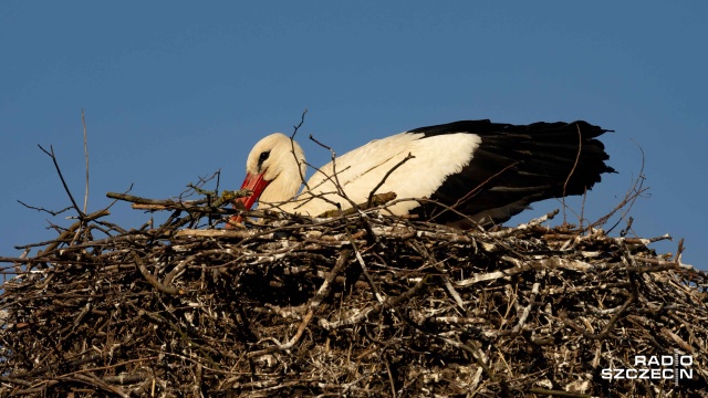 Krutek, mazurski bociani celebryta, jest już w Europie, a to zapowiada rychłe nadejście wiosny.
