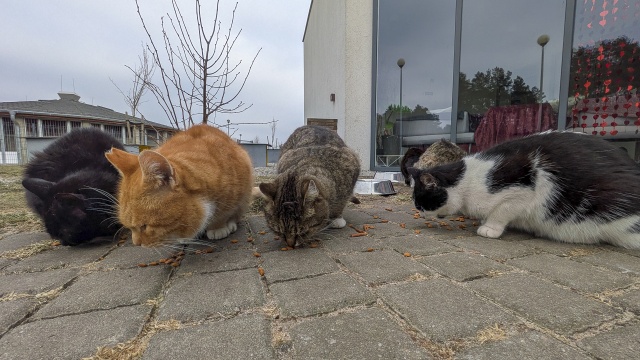 Miłośnicy Mruczków obchodzą święto swoich pupili - mowa o Światowym Dniu Kota.