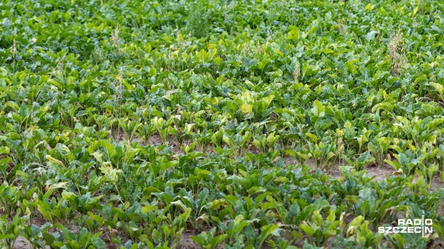 Minister rolnictwa apeluje do prezydenta o podpisanie ustawy Aktywny Rolnik.