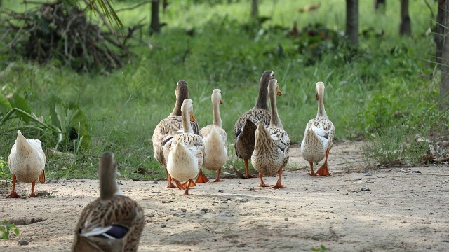 Zrezygnujmy z karmienia kaczek czy zbierania ptasich piór. W regionie wciąż pojawiają się nowe przypadki zachorowań na wysoce zjadliwą grypę ptaków