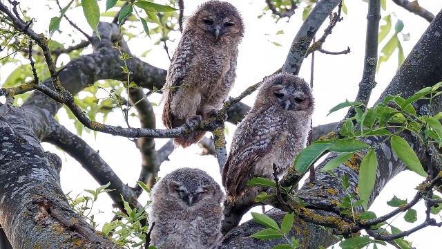 W Szczecinie pojawiły się pierwsze młode puszczyki w tym roku. Ich naturalnym etapem rozwoju jest opuszczanie gniazda, spacery po gałęziach, z których czasem spadają i można je zobaczyć na chodniku.