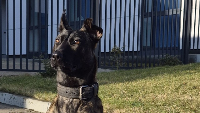 Fiona trafiła do pyrzyckiej policji. To owczarek holenderski wyszkolony do wyszukiwania zapachu narkotyków.
