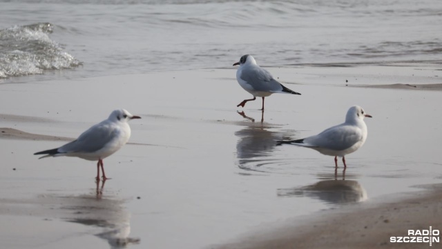 Mewa, czyli jeden z symboli nadmorskich miejscowości. Dla jednych atrakcja, ale dla innych źródło codziennych problemów, które władzom miasta zgłosiła kołobrzeska radna. Proponuje ona wprowadzenie zakazu dokarmiania ptaków w przestrzeni publicznej.