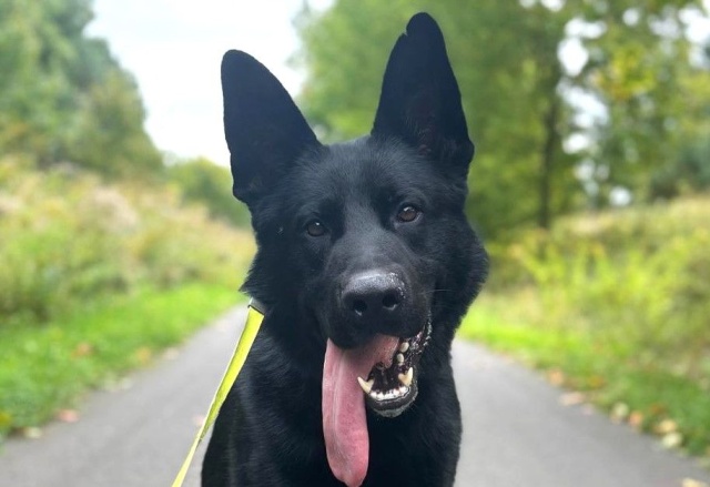 Policyjny pies odnalazł zaginionego mężczyznę. Policjanci z Myśliborza otrzymali zgłoszenie o zaginięciu 33-latka.