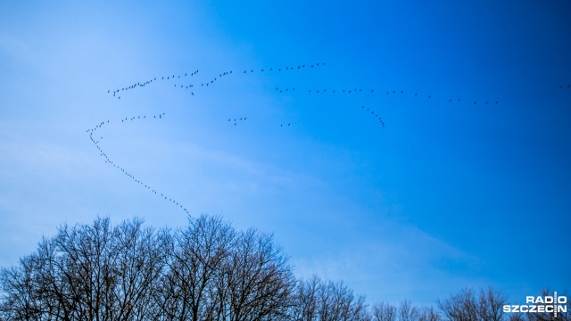 Żurawie przylatują do naszego regionu. Po srogiej zimie ptaki wracają z południowej i zachodniej Europy do Polski.