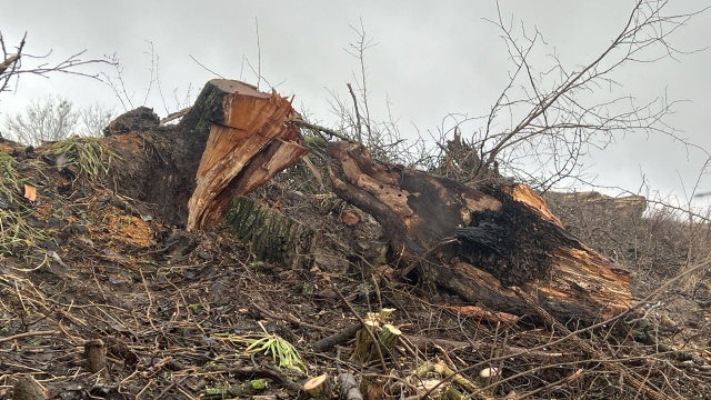 Gmina Dębno robi porządki i wycina drzewa oraz krzewy przy drogach.