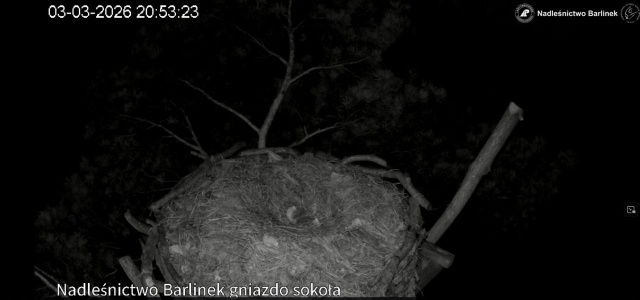 Rusza transmisja na żywo z ptasich gniazd - informuje Nadleśnictwo Barlinek.