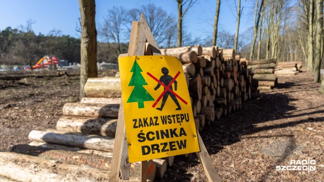 Intensywna, sanitarna wycinka drzew obejmująca głównie chore świerki zaatakowane przez kornika drukarza trwa w Lesie Arkońskim.