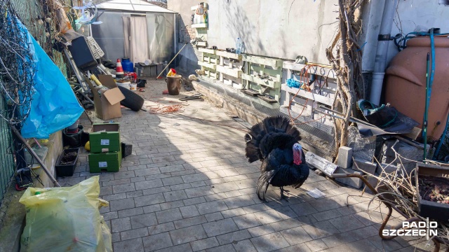 Spór o drób w kamienicy w Podjuchach [ZDJĘCIA]