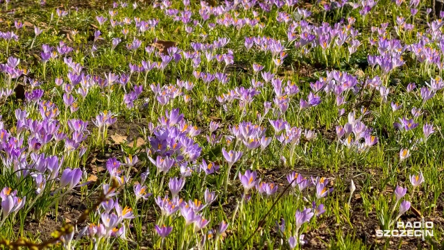 To znak, że zima zwija manatki. W Szczecinie zaczynają pojawiać się pierwsze krokusy - na razie pojedyncze, ale z każdym dniem przybywa ich coraz więcej.