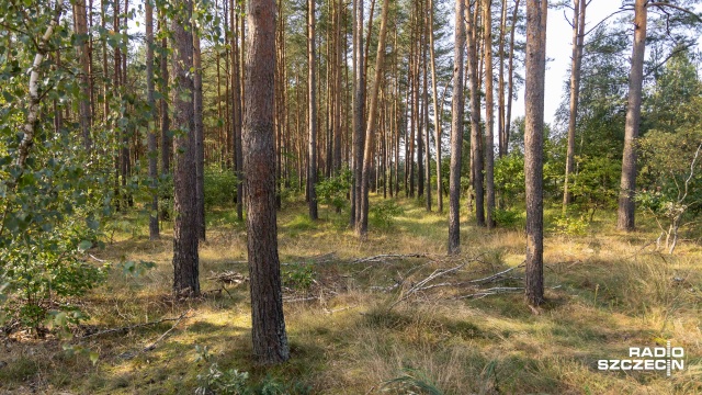 Ponad 180 razy strażacy z Zachodniopomorskiego interweniowali przy wypalaniu traw w tym roku. Służby rozpoczęły coroczne apele, by nie wzniecać ognia na nieużytkach rolnych i na działkach.