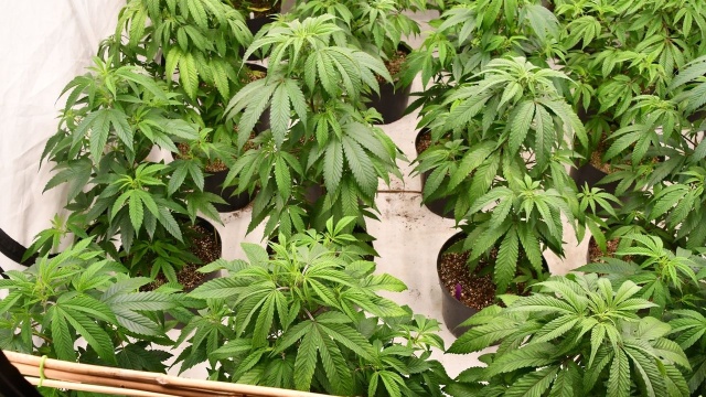 Cztery kilogramy marihuany i zlikwidowana plantacja konopi. Policjanci ze Stargardu razem z funkcjonariuszami CBŚP ze Szczecina zatrzymali mieszkańca powiatu stargardzkiego.