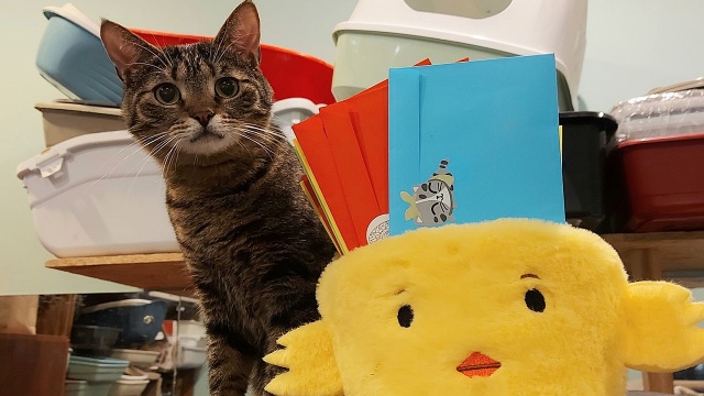 Można wcielić się w Wielkanocnego Zająca i sprawić radość podopiecznym Towarzystwa Opieki nad Zwierzętami w Szczecinie.