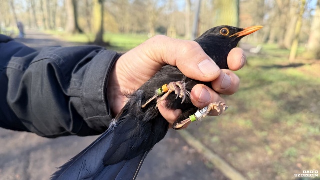 Wróble, kawki i jerzyki - tych ptaków jest coraz mniej w miejskich parkach - alarmuje szczeciński ornitolog.